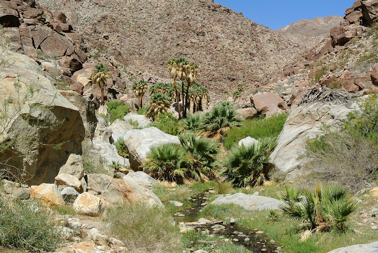 A grove of wild California Fan Palms of varying ages growing along a desert stream at Anza-Borrego Desert State Park