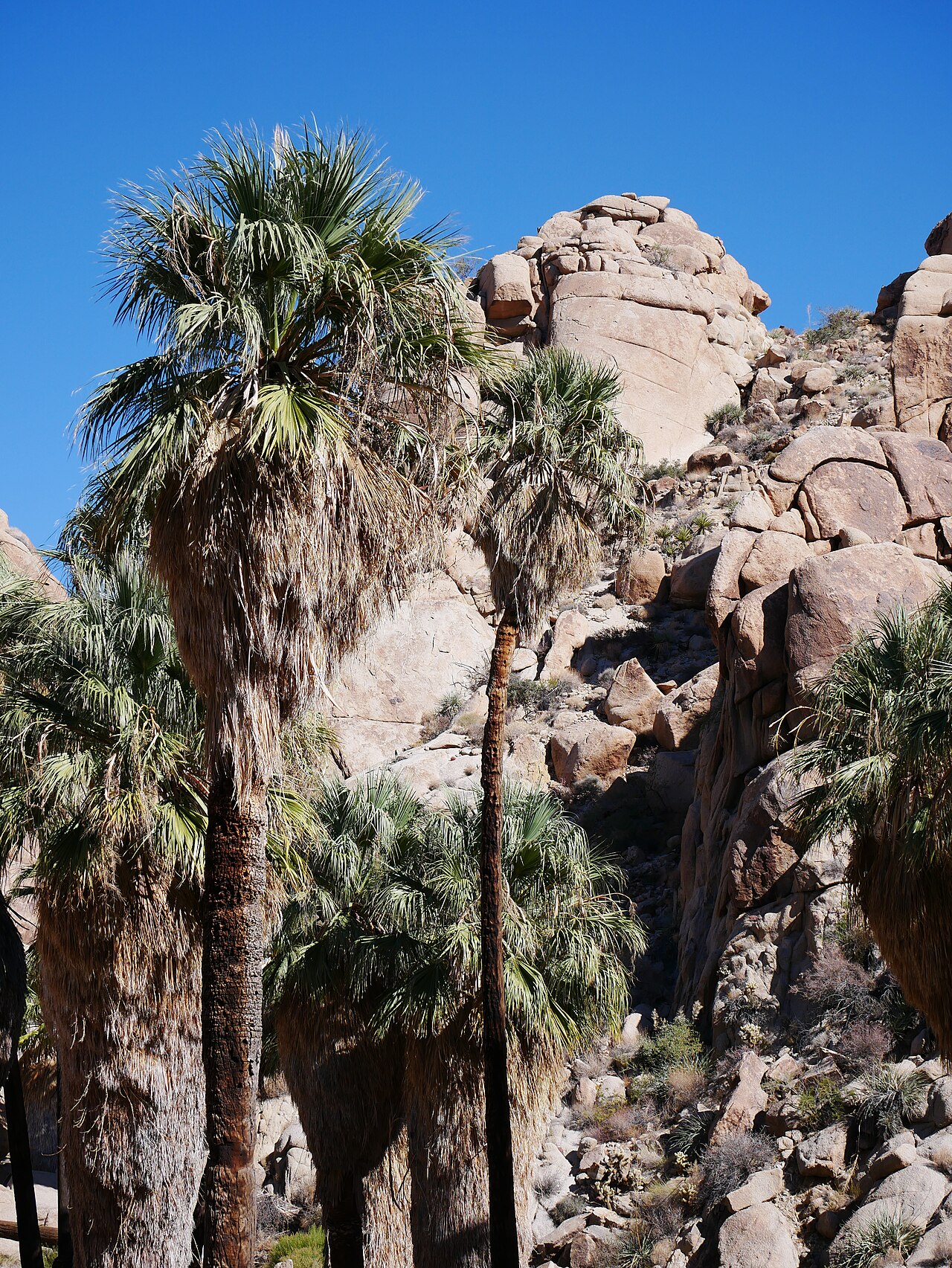 California Fan Palms (Washingtonia filifera) with their classic shaggy skirts of dead fronds growing among boulders at a desert oasis