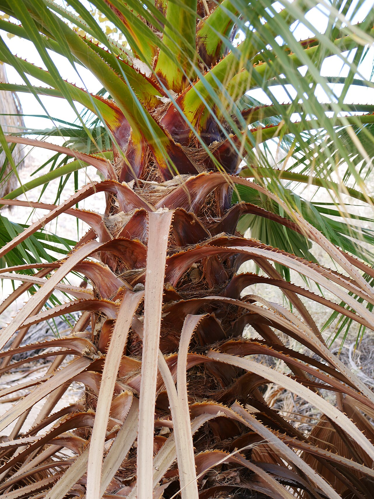 Close-up of a California Fan Palm crown showing the spine-edged leaf bases and shaggy dried frond thatch