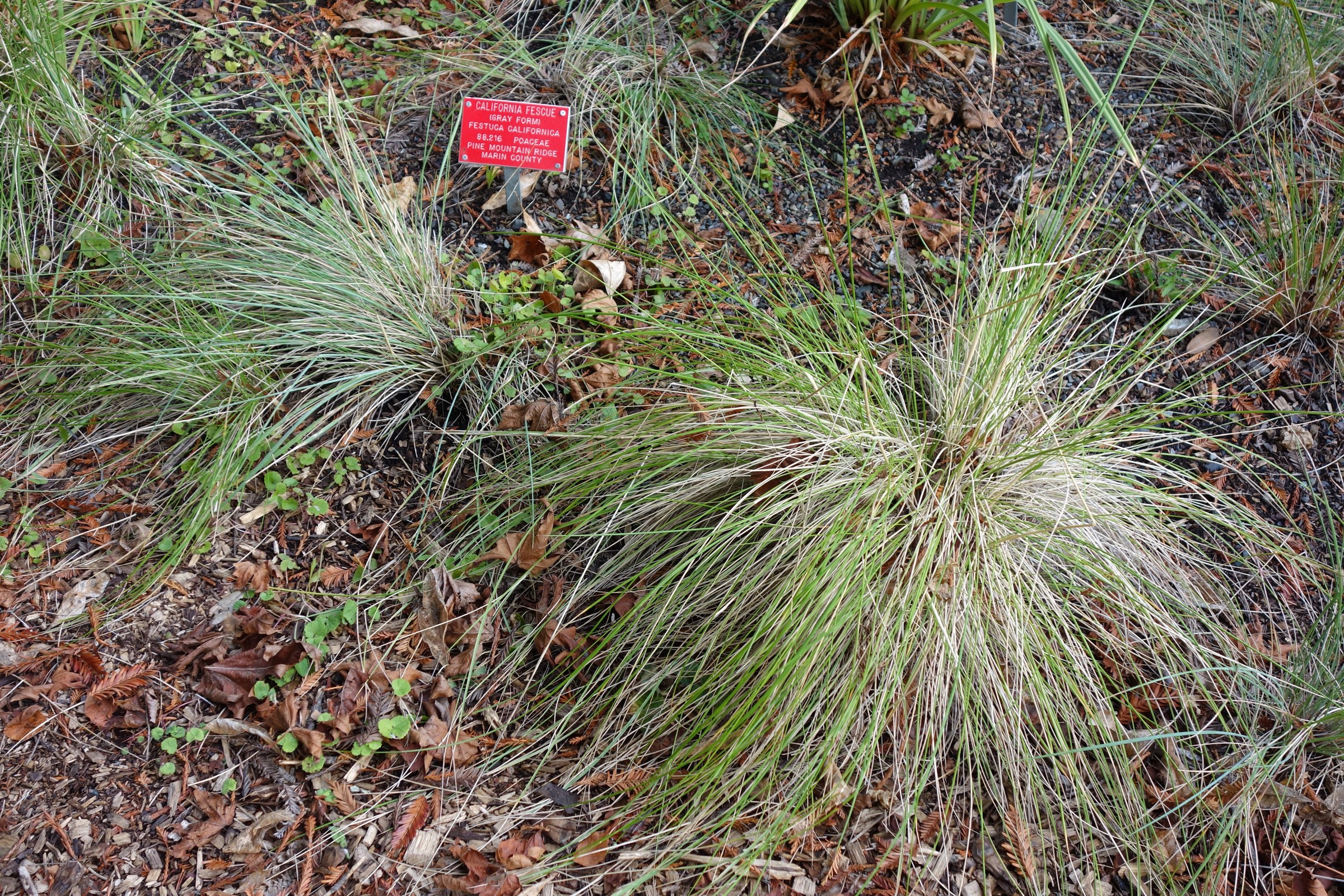 Close-up of a California fescue clump showing the fine blue-green leaf blades radiating from the base