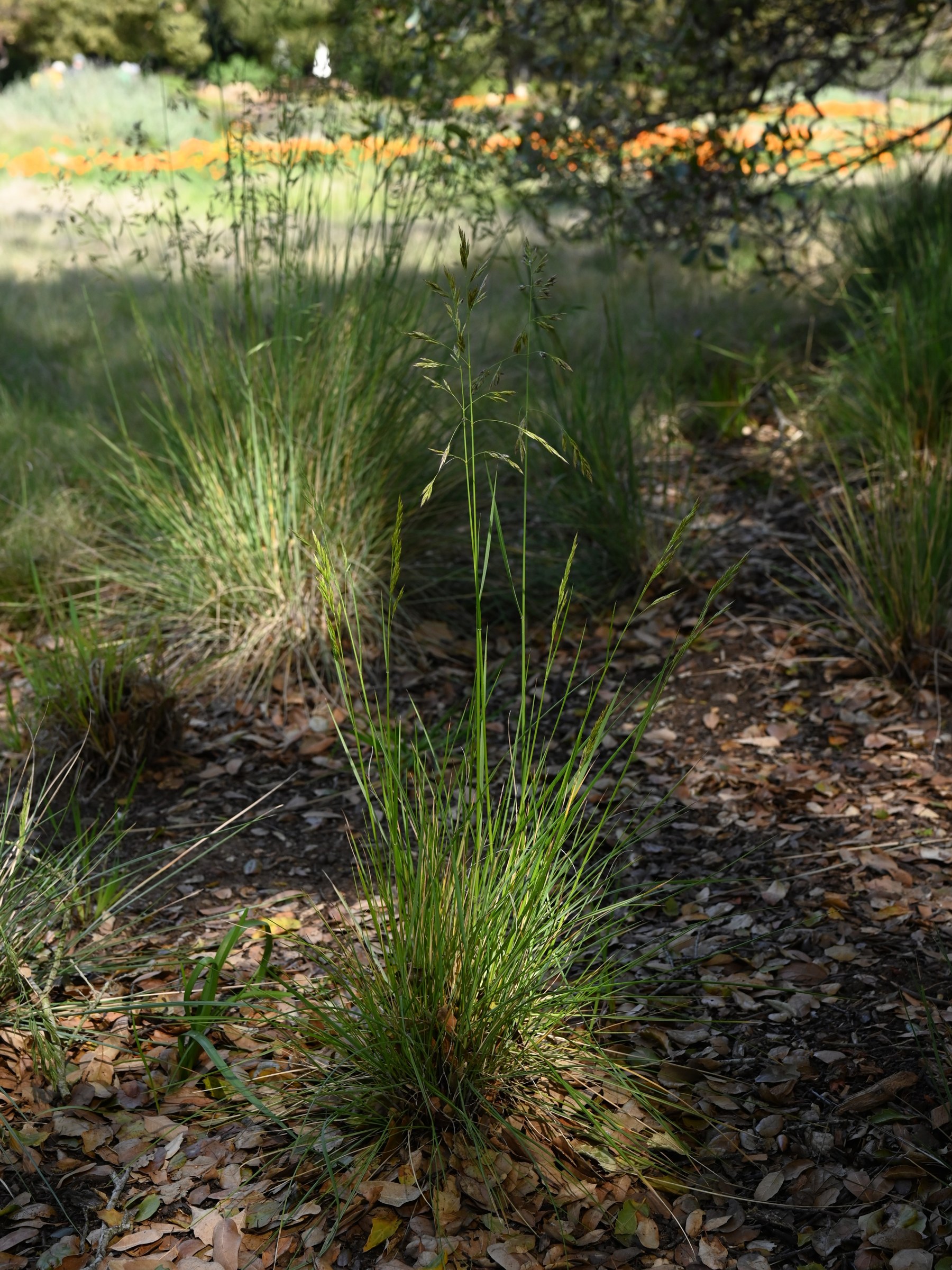 California fescue (Festuca californica) clump with slender seed stalks rising above the foliage in a shaded garden setting
