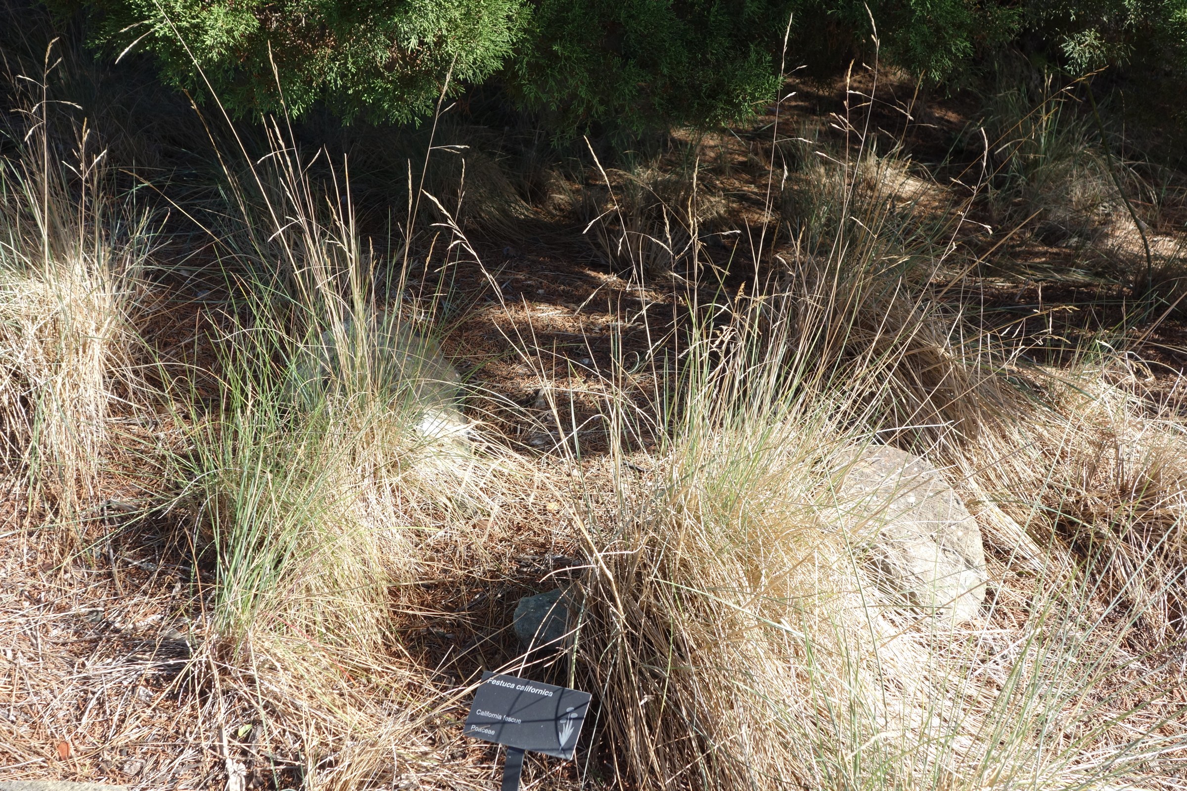 Mature California fescue clumps growing in dry shade beneath trees, showing the species' typical woodland setting