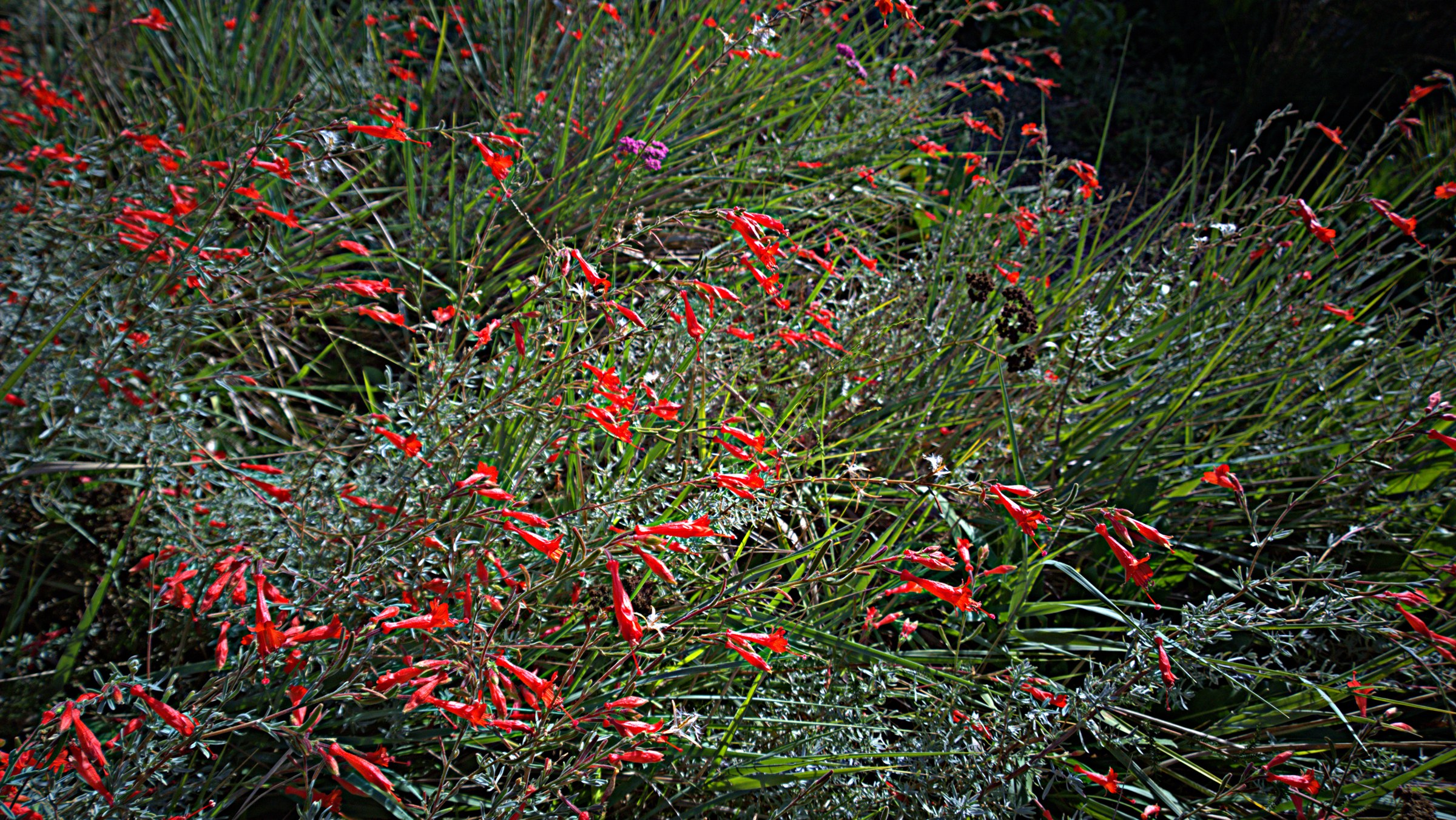 California Fuchsia (Epilobium canum) - PlantNative.org Close-up of California fuchsia (Epilobium canum) scarlet tubular flowers with protruding stamens and style