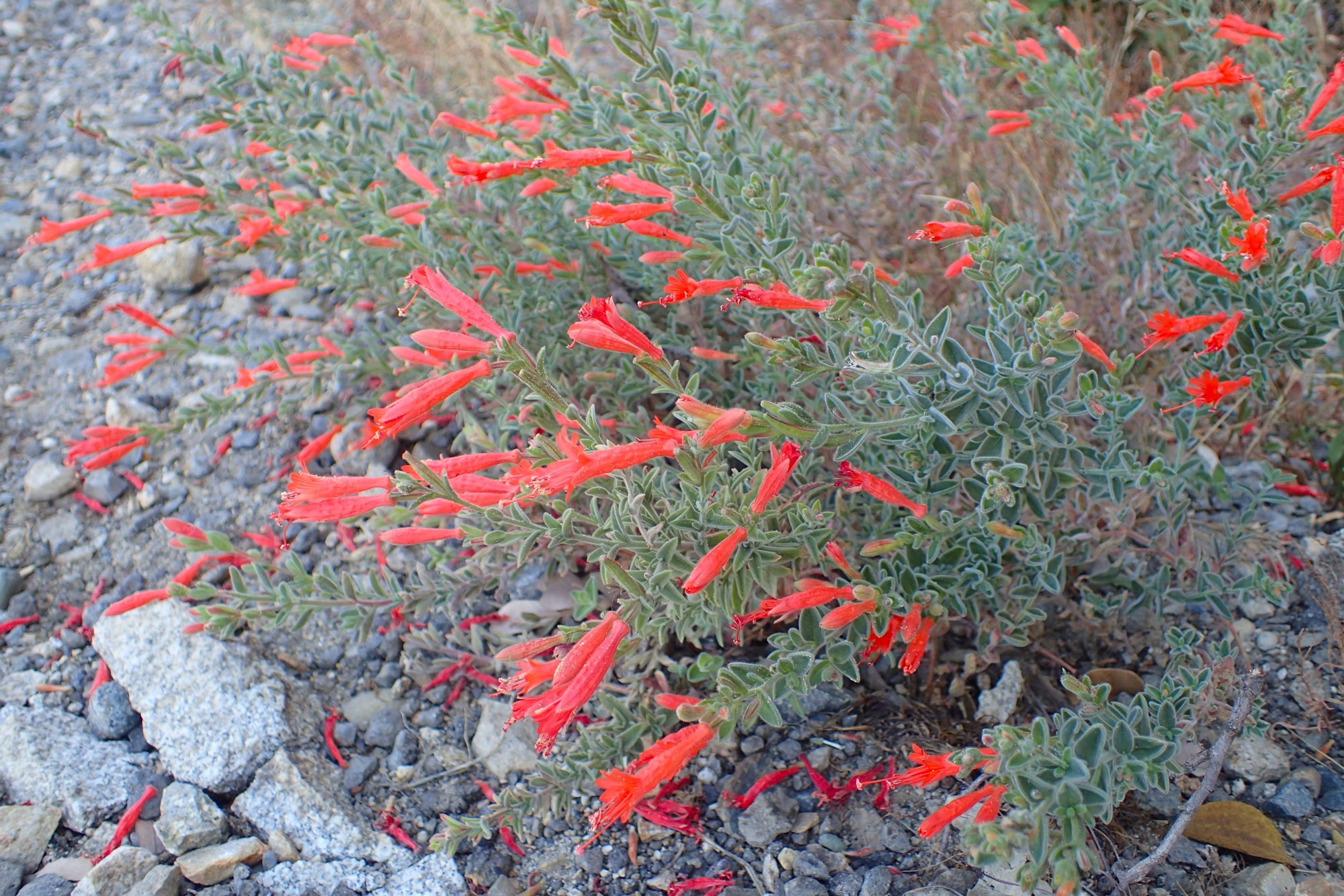 California Fuchsia (Epilobium canum) - PlantNative.org California fuchsia (Epilobium canum) growing wild on a rocky slope overlooking a canyon in the Sierra Nevada foothills