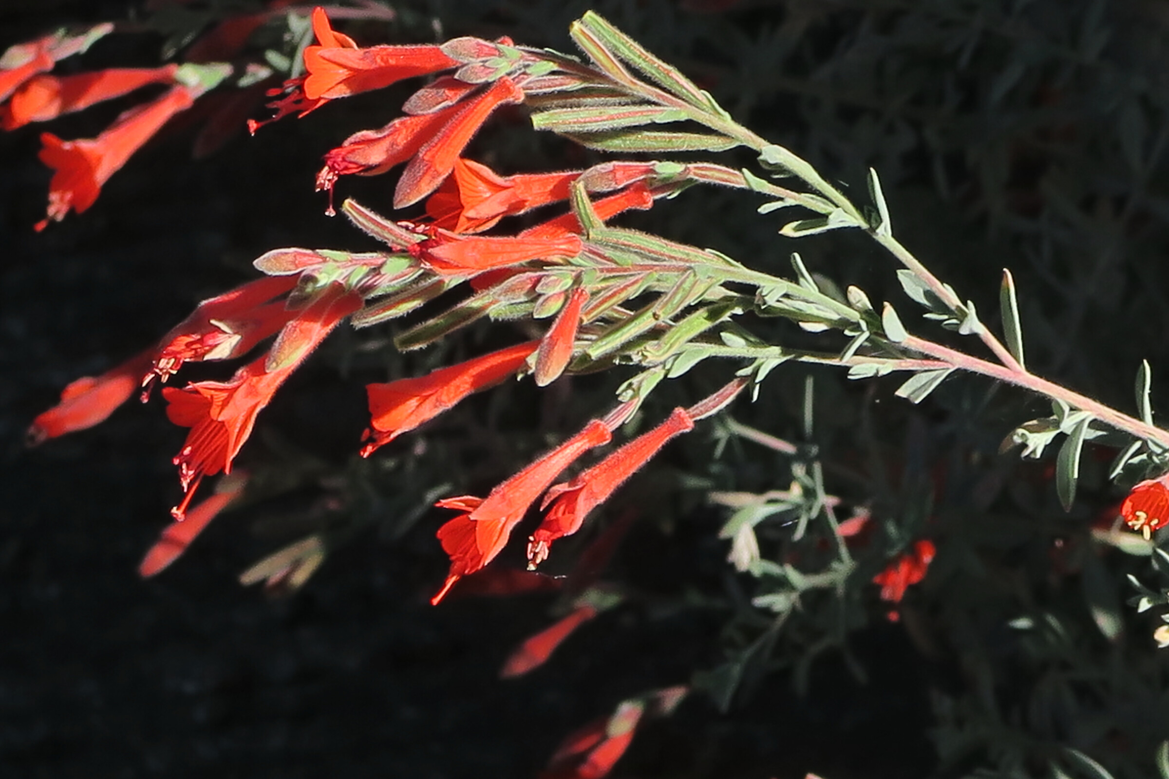 California Fuchsia (Epilobium canum) - PlantNative.org California fuchsia (Epilobium canum) stems covered in tubular scarlet flowers with narrow gray-green leaves