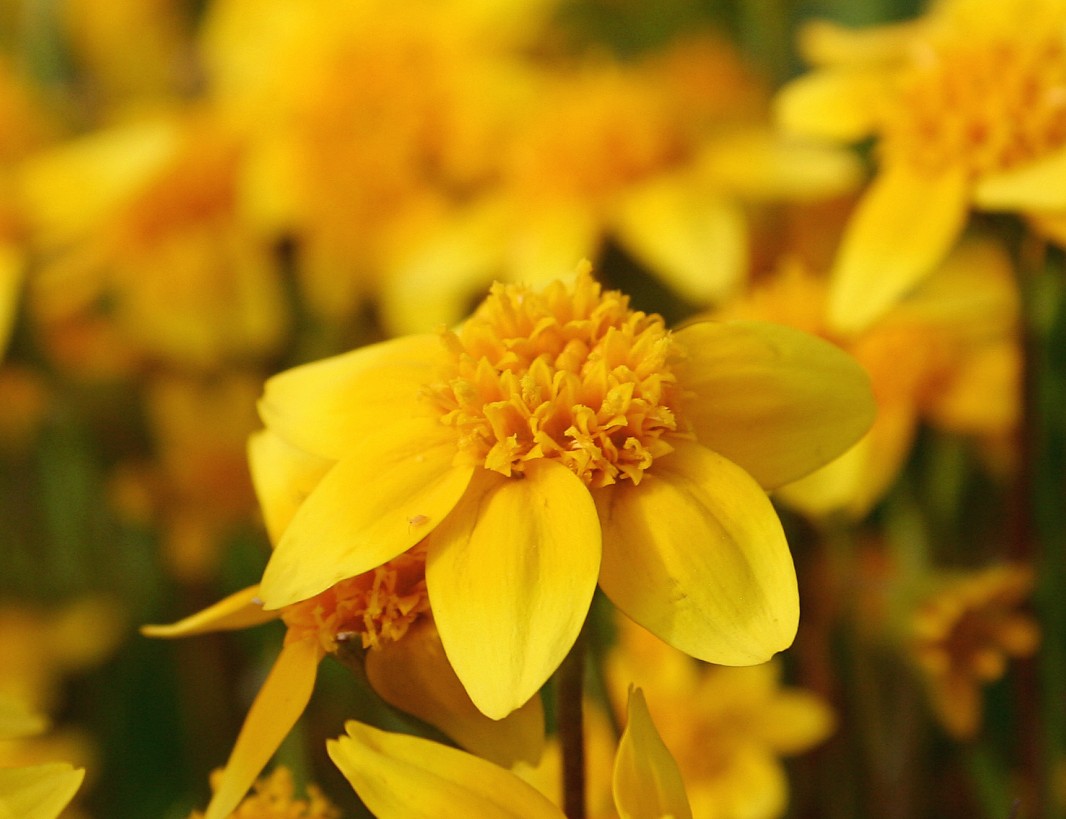 Close-up of California goldfields (Lasthenia californica) flowers showing the uniform bright yellow ray petals and disc, Jepson Prairie Preserve