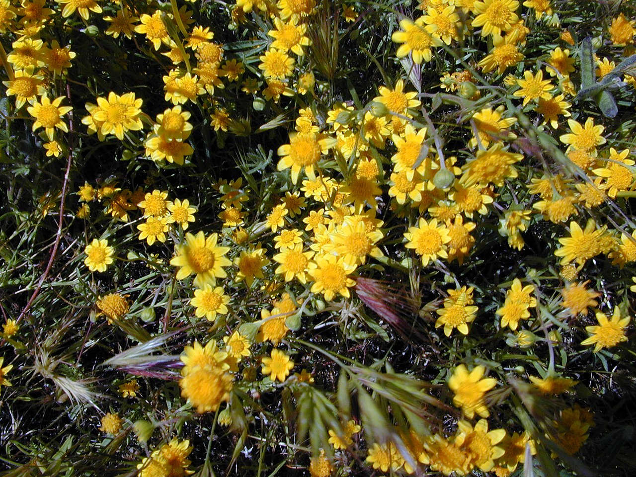 A dense field of California goldfields (Lasthenia californica) blooming in golden yellow at Antelope Valley California Poppy Reserve