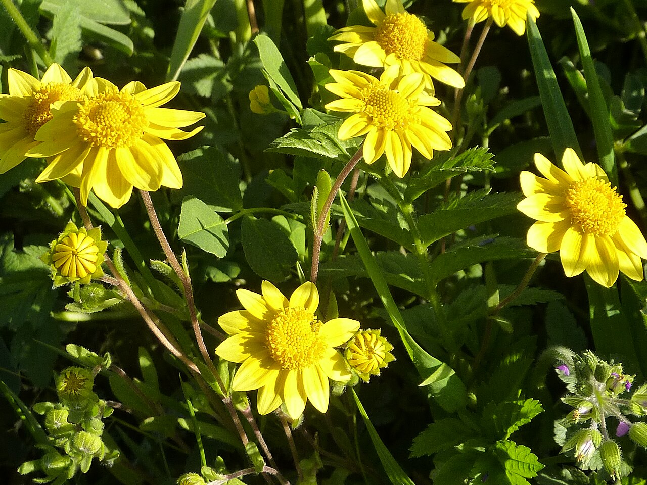 California goldfields (Lasthenia californica) flowers and foliage growing wild in Fremont, California