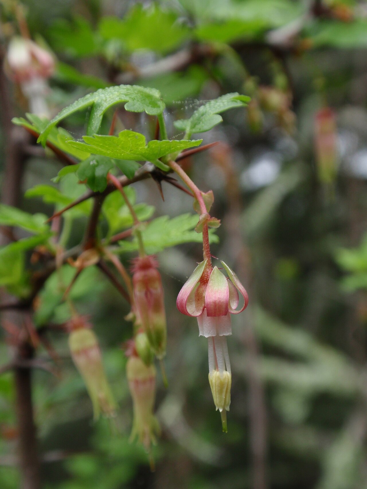 California Gooseberry (Ribes californicum) - PlantNative.org California gooseberry (Ribes californicum) branch with spiny stems and pendent white-and-maroon flowers