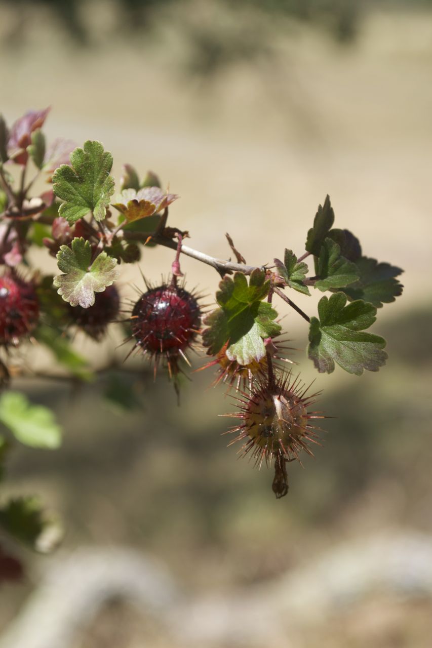 California Gooseberry (Ribes californicum) - PlantNative.org Close-up of spiny red California gooseberry (Ribes californicum) fruit among lobed leaves
