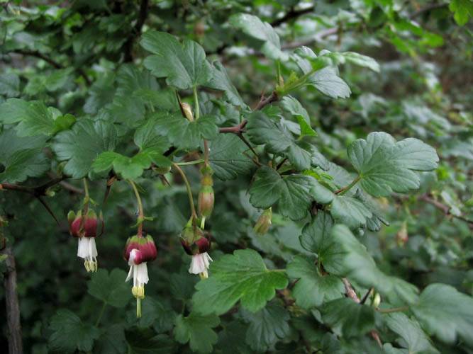California Gooseberry (Ribes californicum) - PlantNative.org California gooseberry (Ribes californicum) growing among its own foliage in Santa Monica Mountains habitat