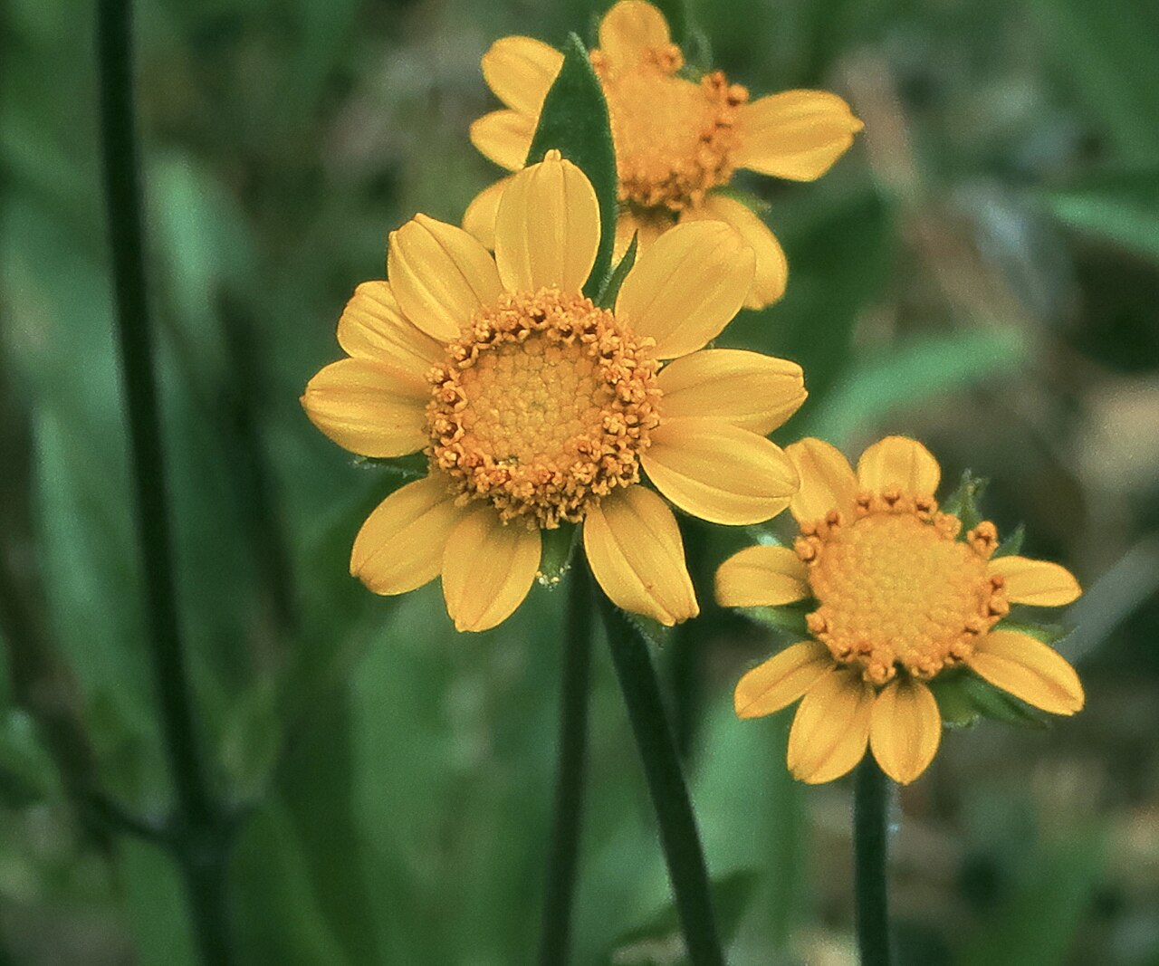 California helianthella (Helianthella californica) cluster of bright yellow sunflower-like blooms