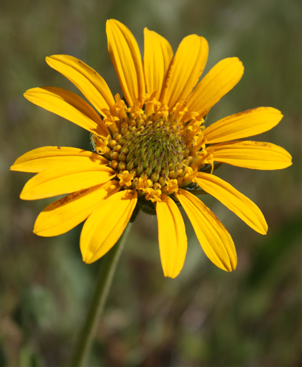 Close-up of a single California helianthella (Helianthella californica) yellow flower head