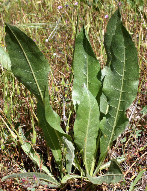 Basal rosette of large, hairy leaves of California helianthella (Helianthella californica) growing in grassland