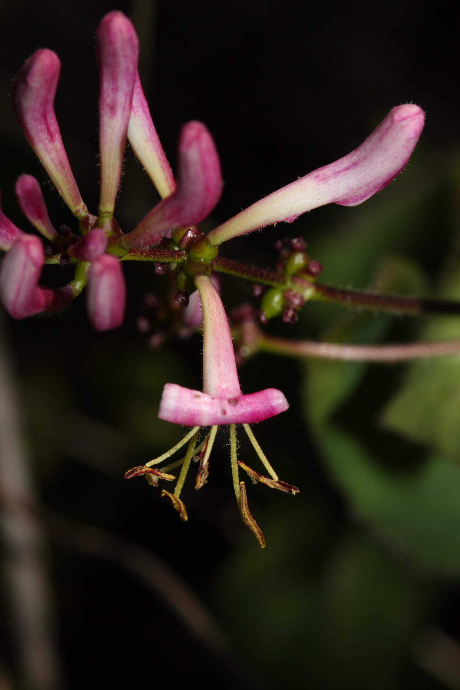 Close-up of pink tubular California honeysuckle (Lonicera hispidula) flowers with protruding stamens