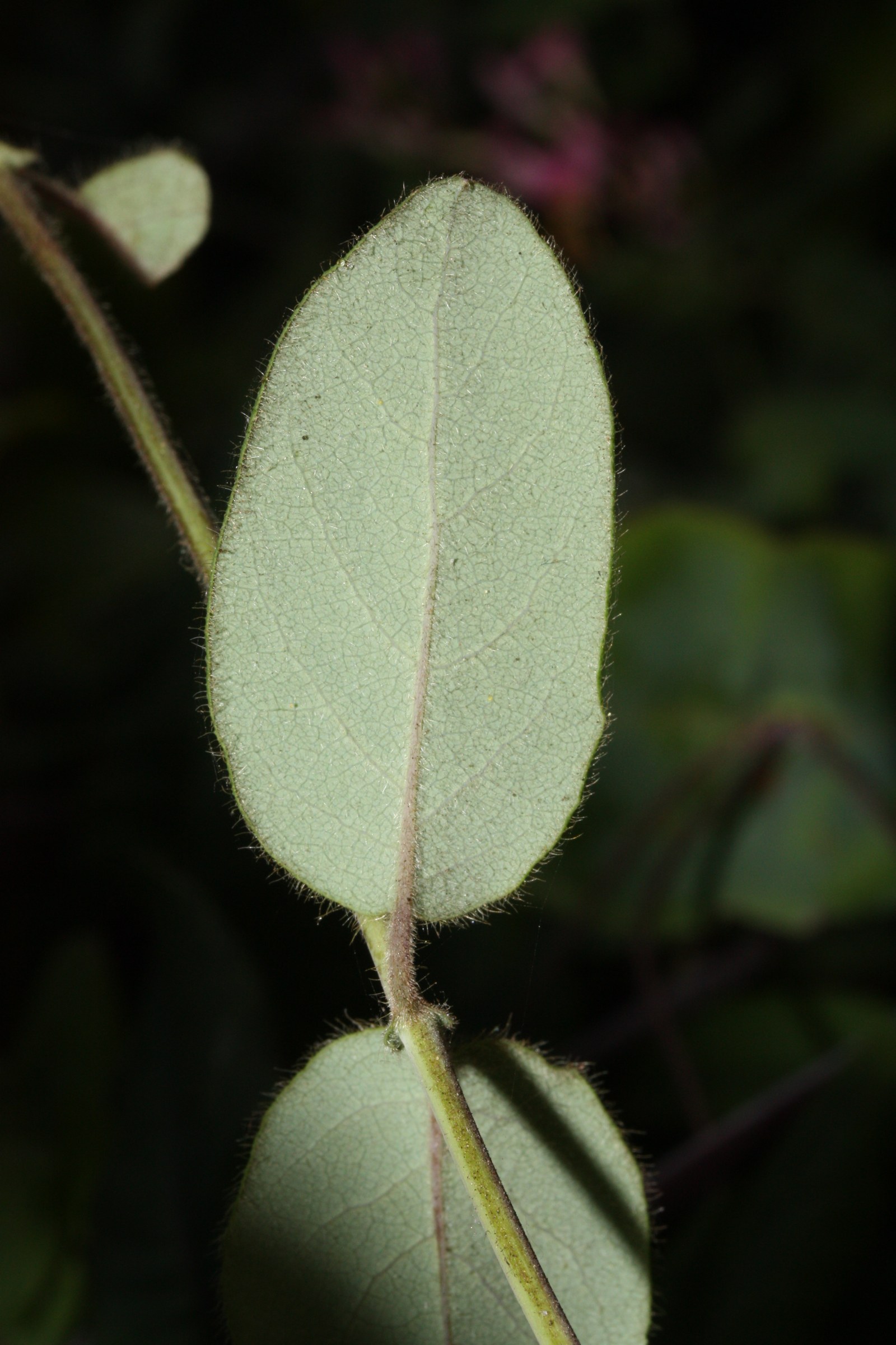 Underside of a California honeysuckle (Lonicera hispidula) leaf showing its pale, glaucous blue-green color and fine hairs