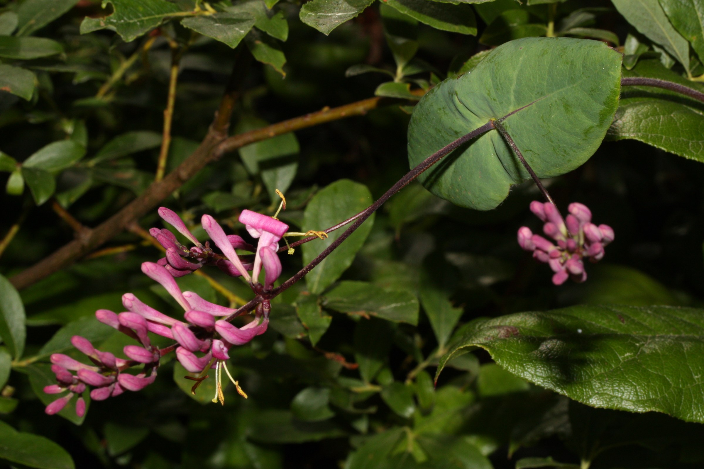 California honeysuckle (Lonicera hispidula) vine twining through a coastal shrub with pink flower clusters and oval leaves