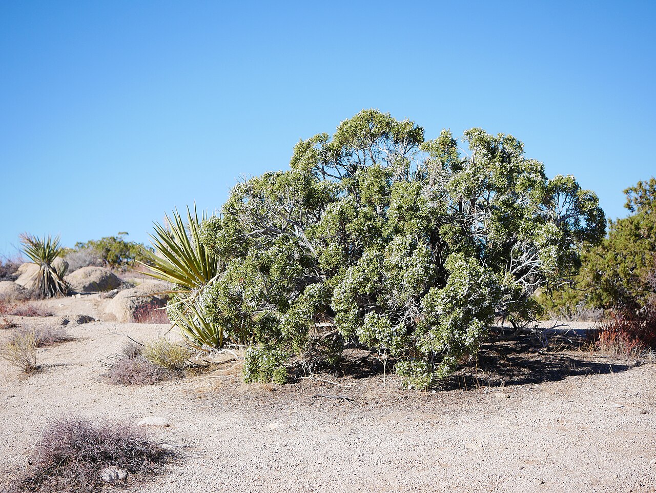 California Juniper (Juniperus californica) - PlantNative.org California juniper (Juniperus californica) female shrub with ripe blue-gray berry-like cones at Joshua Tree National Park