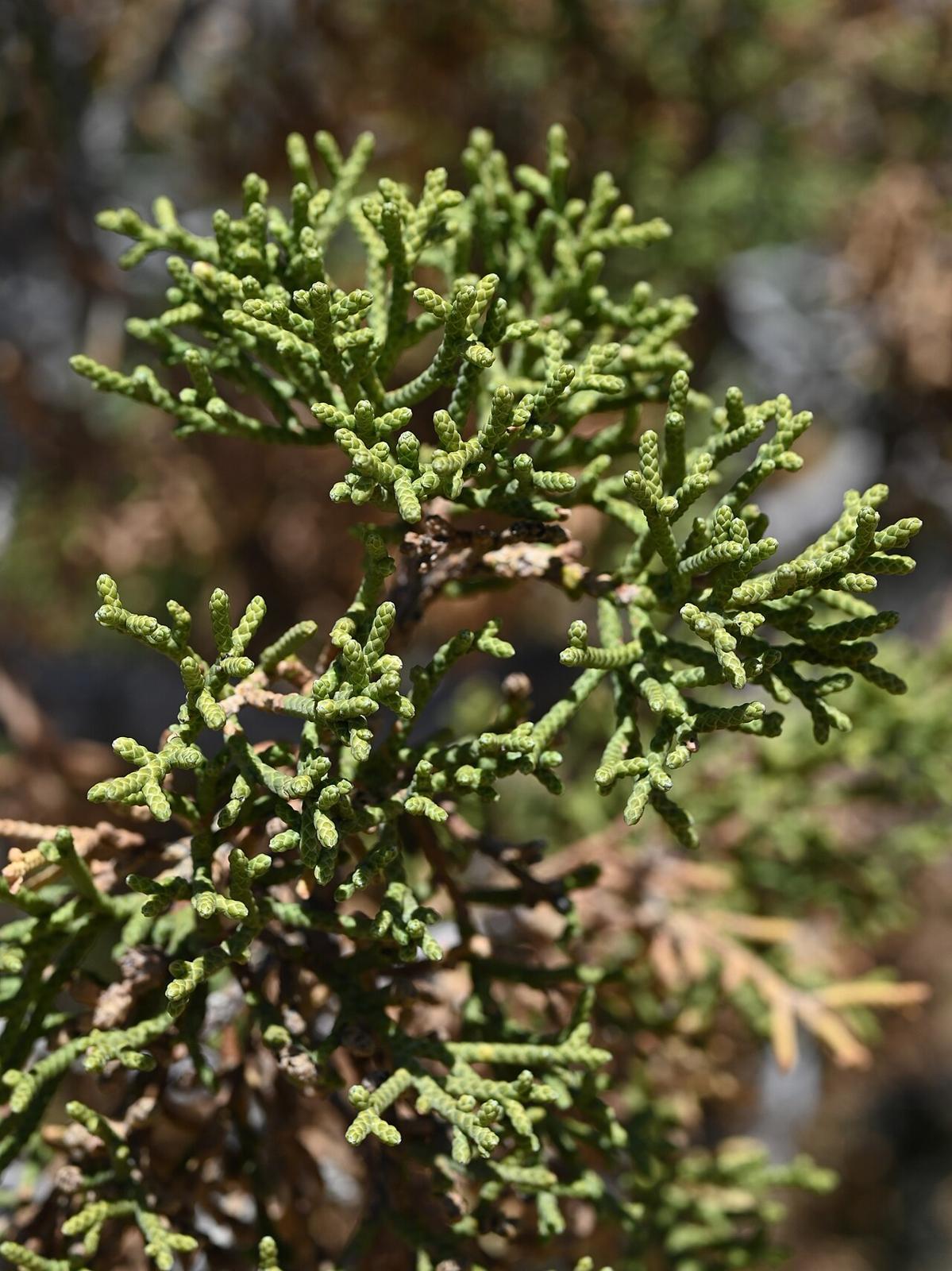 California Juniper (Juniperus californica) - PlantNative.org Close-up of California juniper (Juniperus californica) scale-like foliage in Prime Desert Woodland Preserve, Lancaster, California