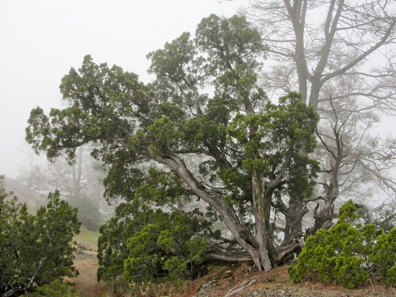 California Juniper (Juniperus californica) - PlantNative.org California juniper (Juniperus californica) mature tree-form specimen with gnarled trunks on Mount Diablo, California