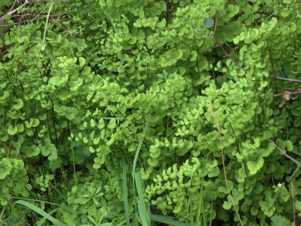 A dense colony of California maidenhair fern (Adiantum jordanii) covering a shaded woodland bank