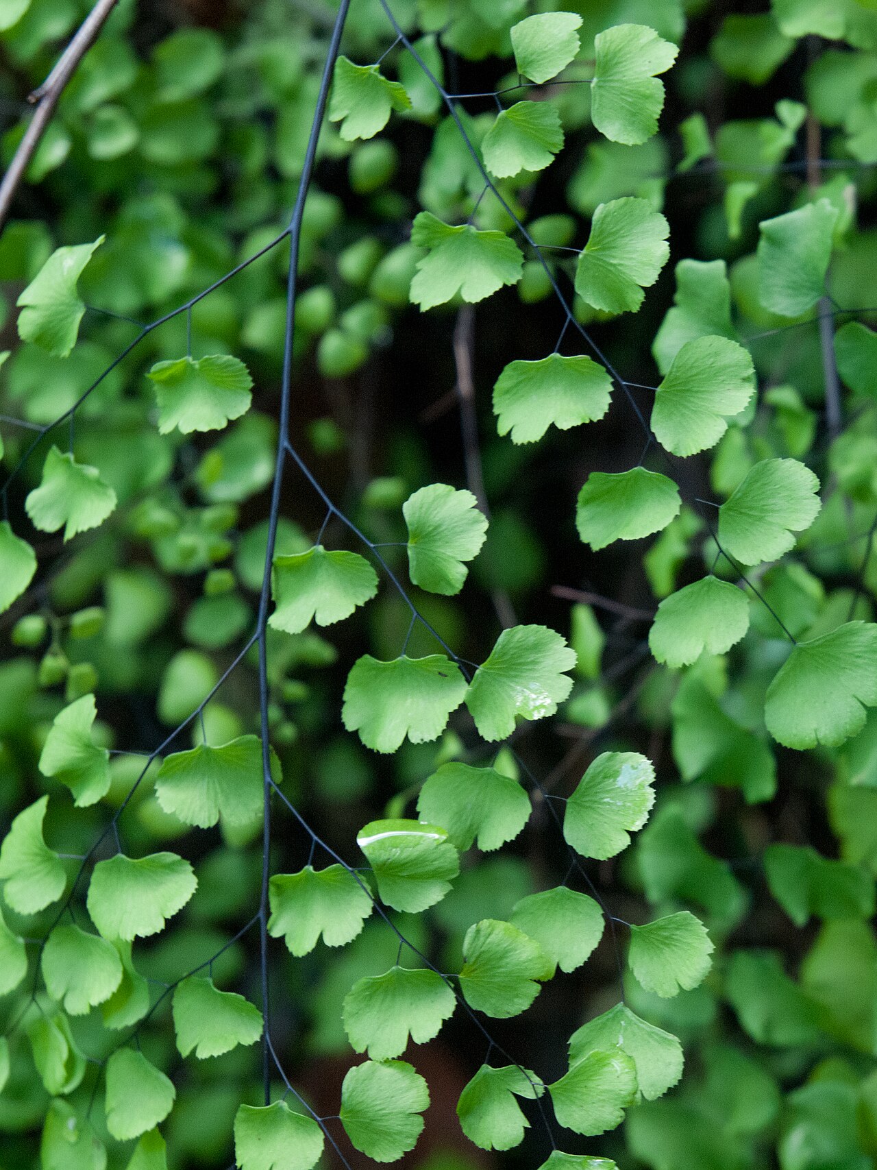 Close-up of California maidenhair fern (Adiantum jordanii) fronds showing the glossy black stems and fan-shaped green leaflets