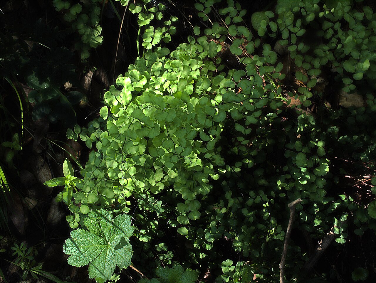 A patch of California maidenhair fern (Adiantum jordanii) growing on a shaded woodland slope with sunlight filtering through the fan-shaped leaflets