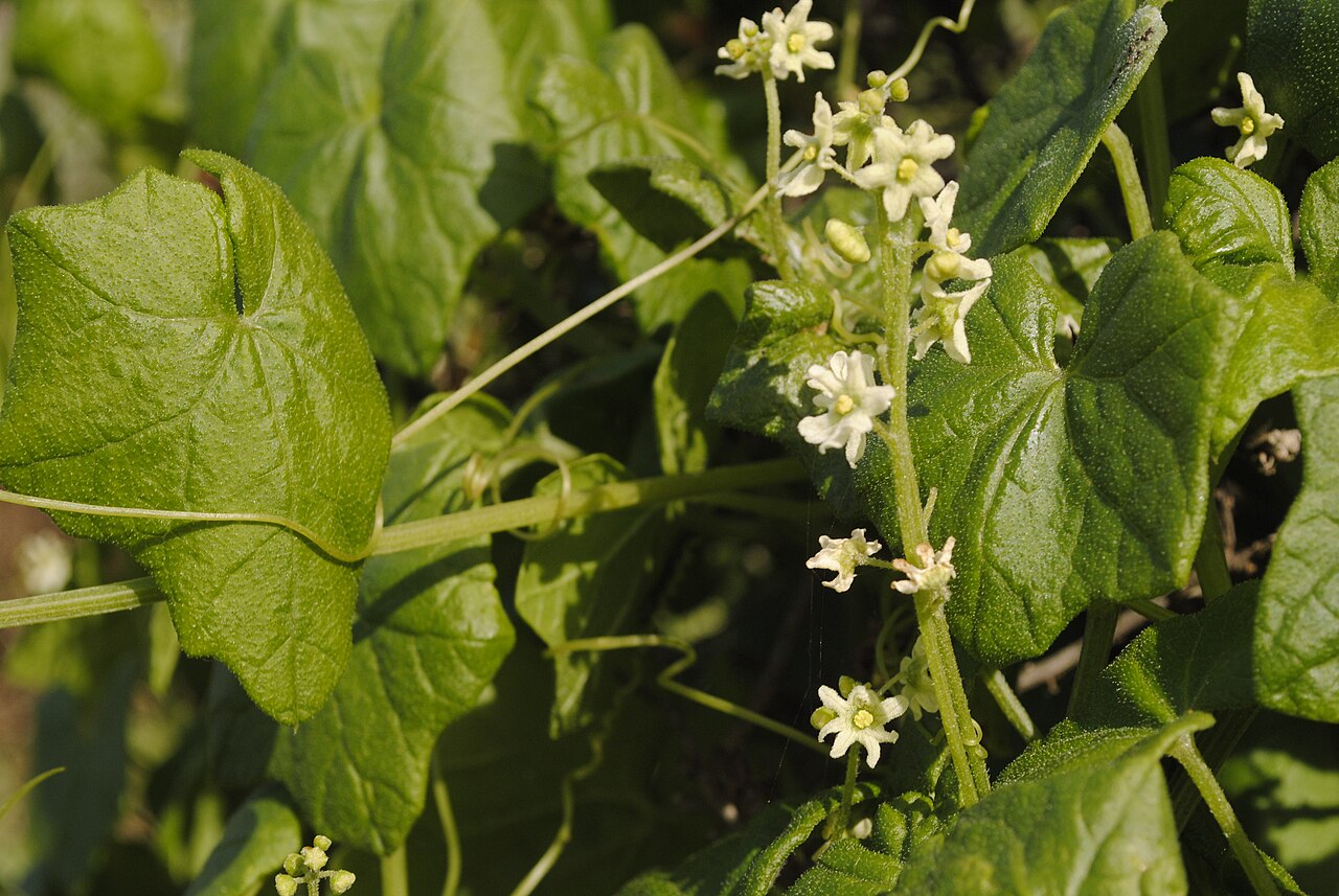 Close-up of California manroot showing star-shaped cream flowers, lobed hairy leaves and a coiling tendril