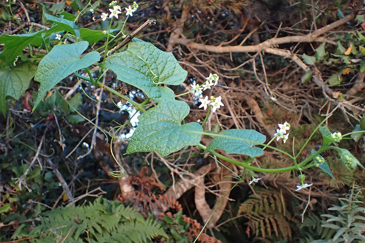 California manroot vine scrambling over dry coastal scrub and dead brush, showing its typical climbing habitat