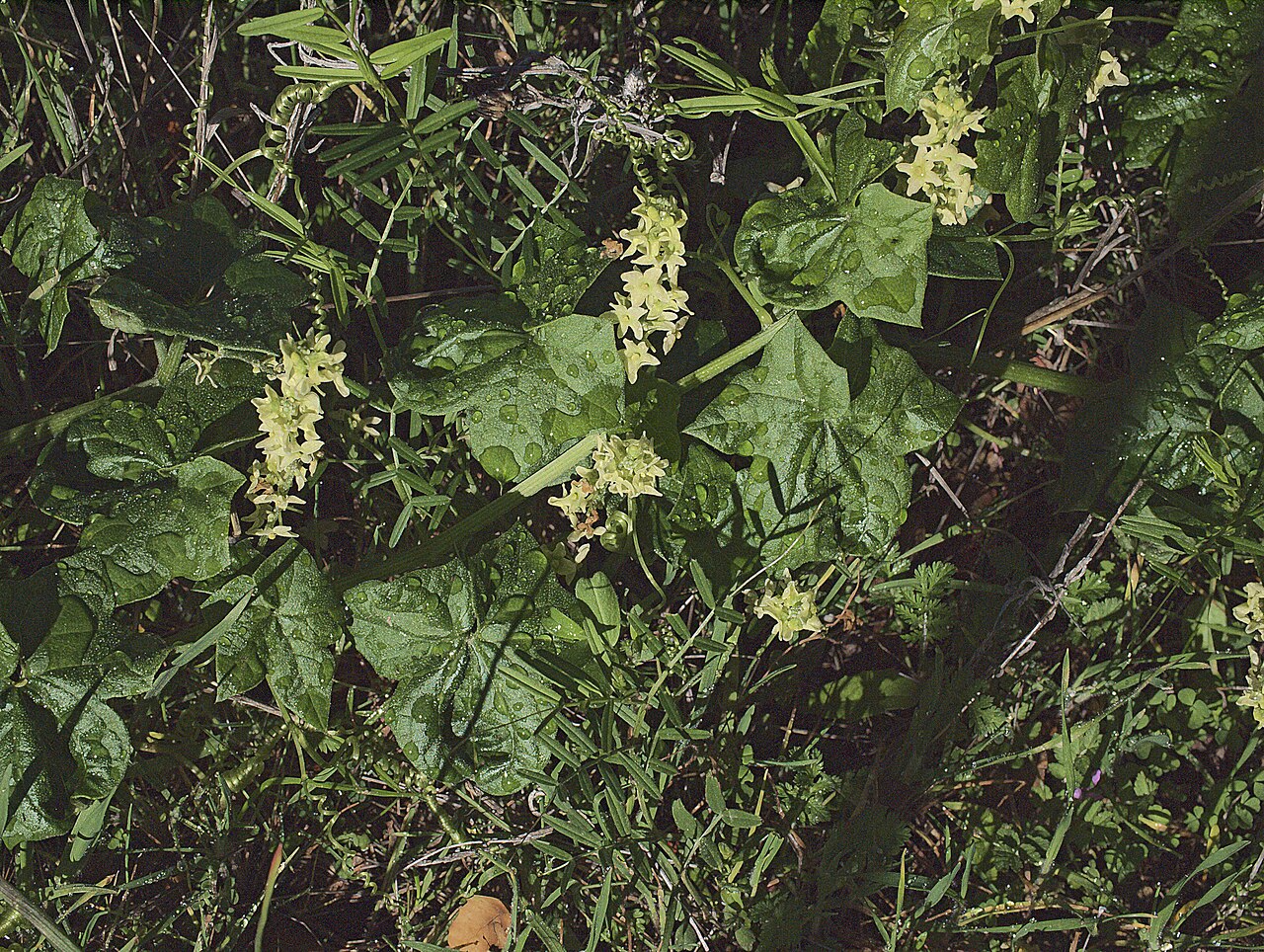 California manroot (Marah fabacea) vine scrambling through grass with lobed leaves, curling tendrils and spikes of cream flowers