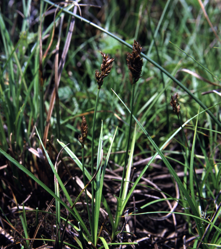 California Meadow Sedge (Carex pansa) - PlantNative.org California meadow sedge (Carex pansa) flowering spikes rising from fine, arching turf-like foliage