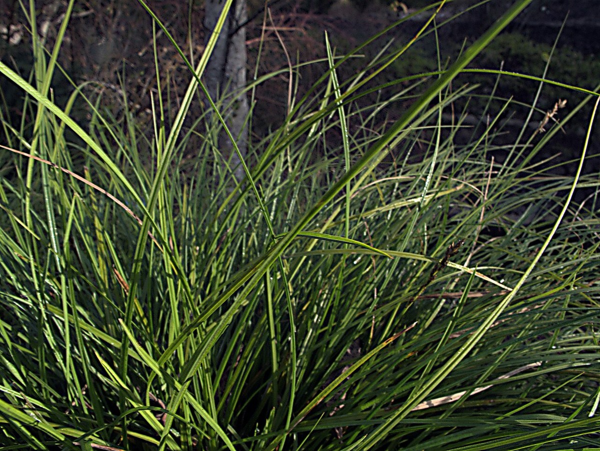 California Meadow Sedge (Carex pansa) - PlantNative.org Close view of California meadow sedge (Carex pansa) fine arching foliage forming a dense clump