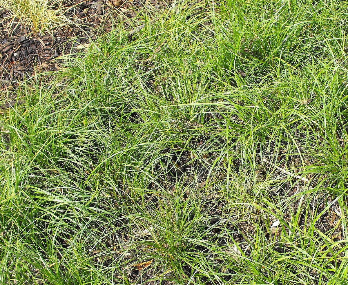 California Meadow Sedge (Carex pansa) - PlantNative.org California meadow sedge (Carex pansa) growing as a dense, mowed, lawn-like groundcover