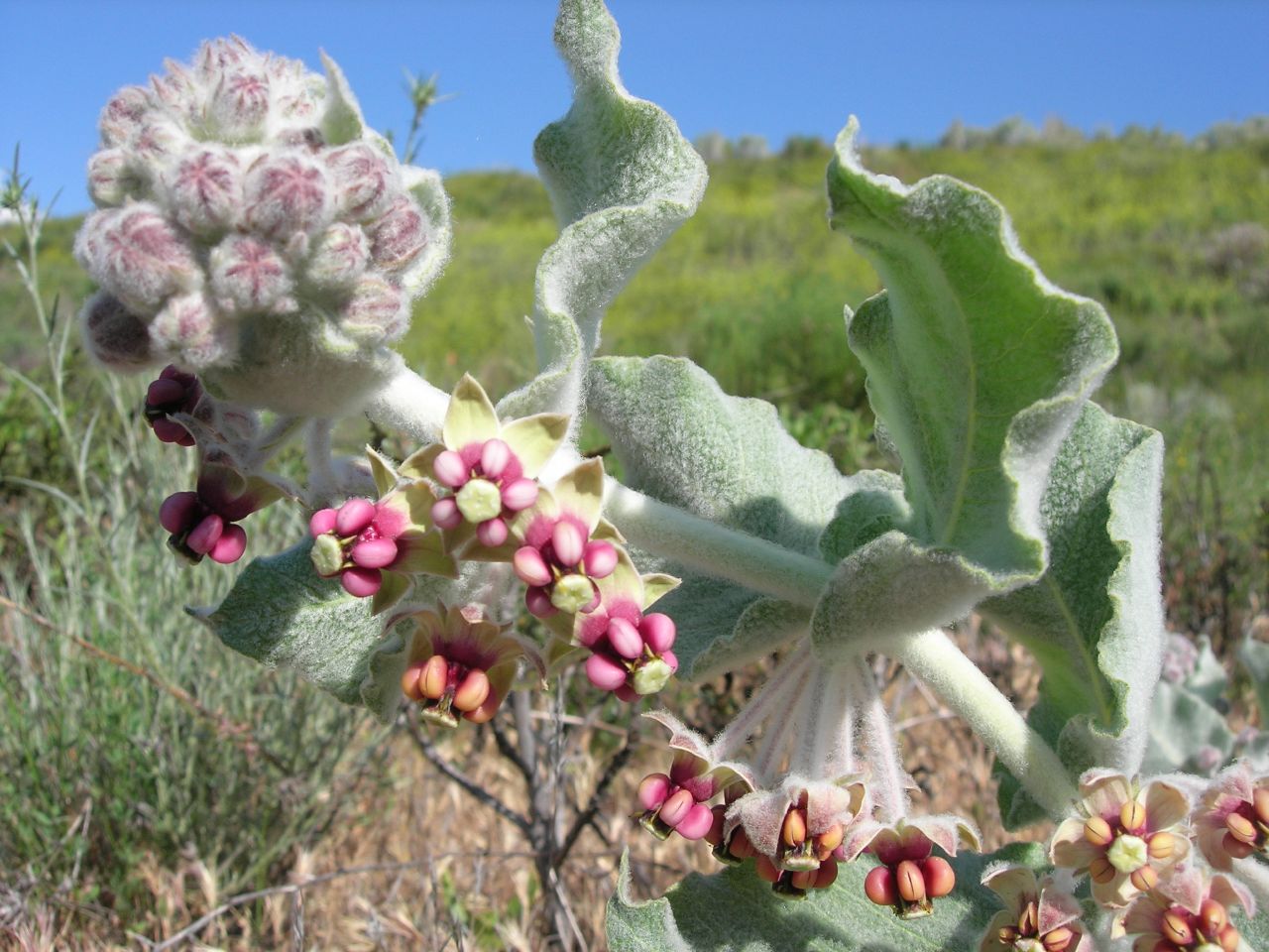 California milkweed (Asclepias californica) flower cluster with woolly buds and deep pink reflexed blooms