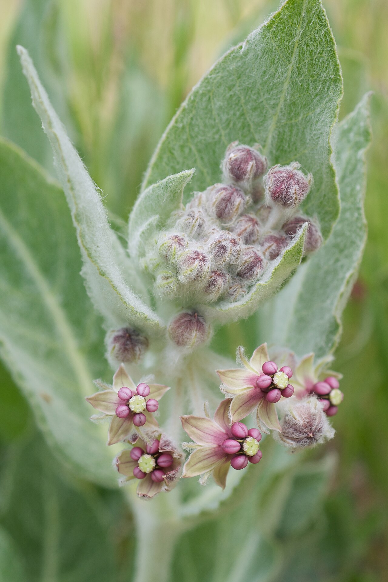 Close-up of California milkweed (Asclepias californica) flowers showing deep pink reflexed petals and woolly buds