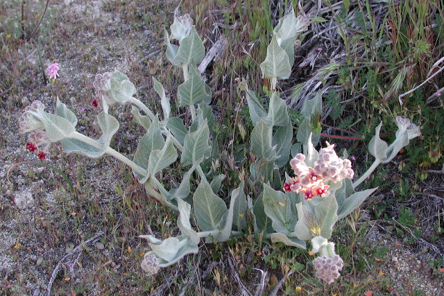 California Milkweed (Asclepias californica)