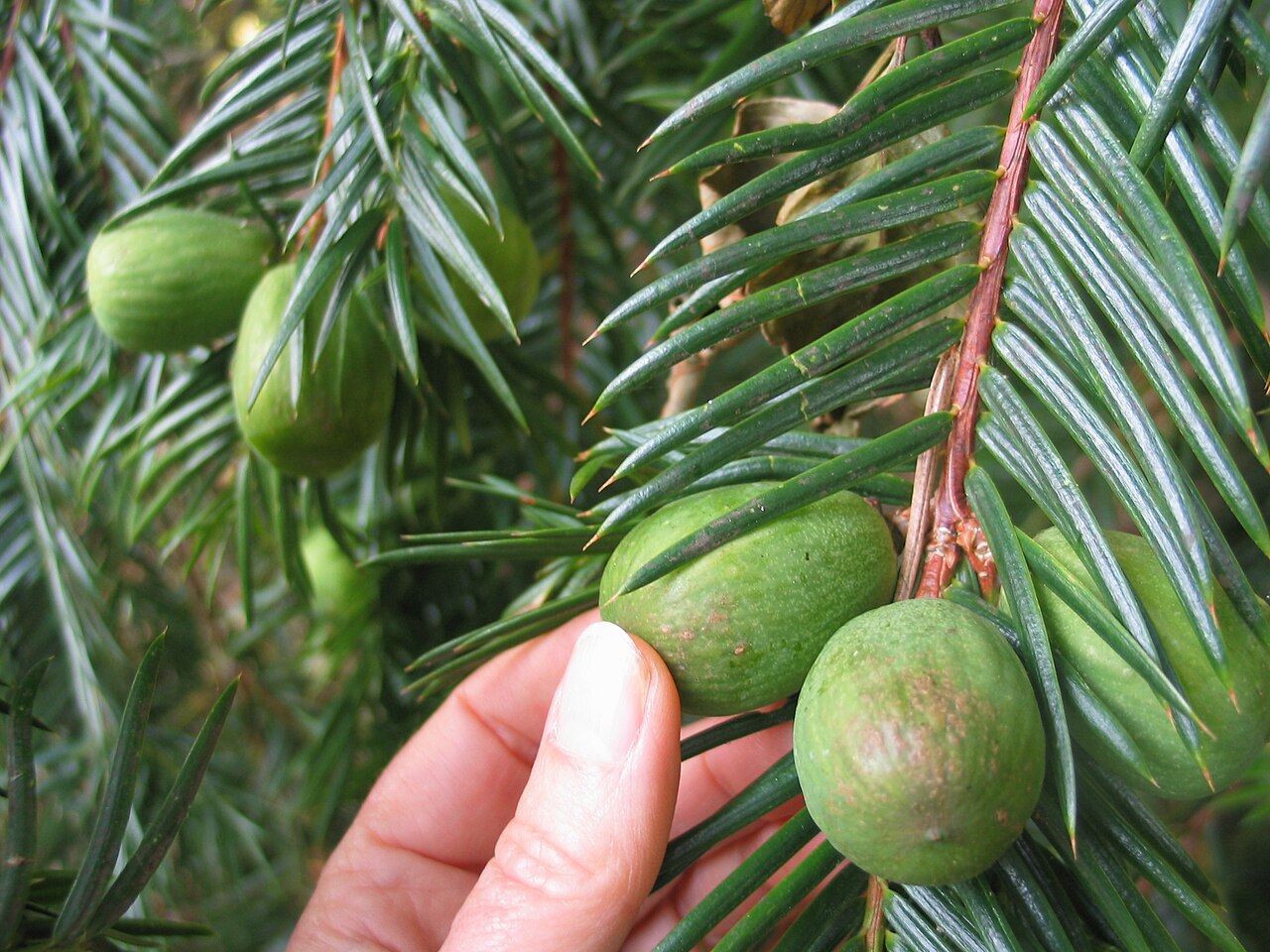 California Nutmeg (Torreya californica) - PlantNative.org Close-up of ripening California nutmeg (Torreya californica) seeds held among the sharp needle-like foliage, showing their plum-like green husk