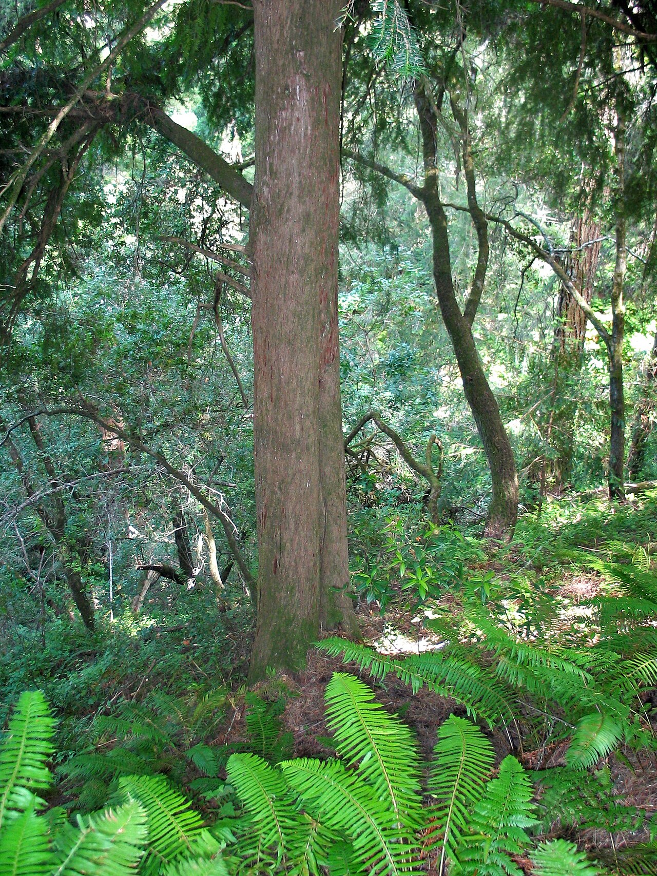 California Nutmeg (Torreya californica) - PlantNative.org California nutmeg (Torreya californica) trunk and sharp needled branches growing in a shaded Coast Range canyon with ferns at the base