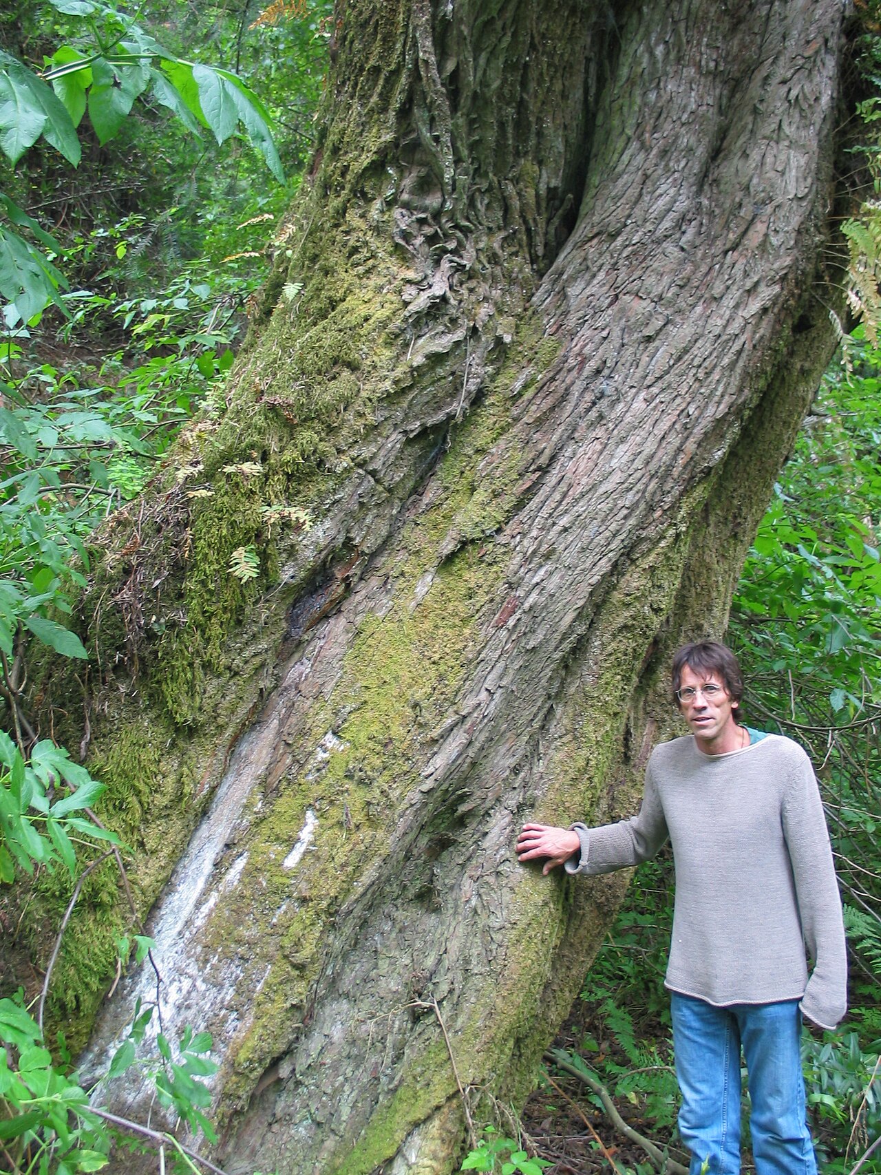 California Nutmeg (Torreya californica) - PlantNative.org Person standing beside the mossy, furrowed trunk of a large old California nutmeg (Torreya californica) tree for scale