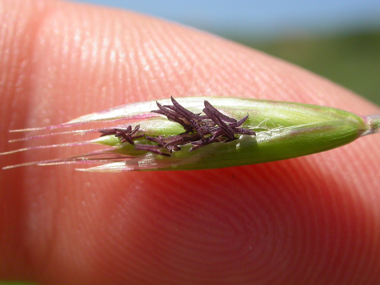 California Oatgrass (Danthonia californica) - PlantNative.org Close-up of a California oatgrass (Danthonia californica) spikelet showing dark purplish floret hairs