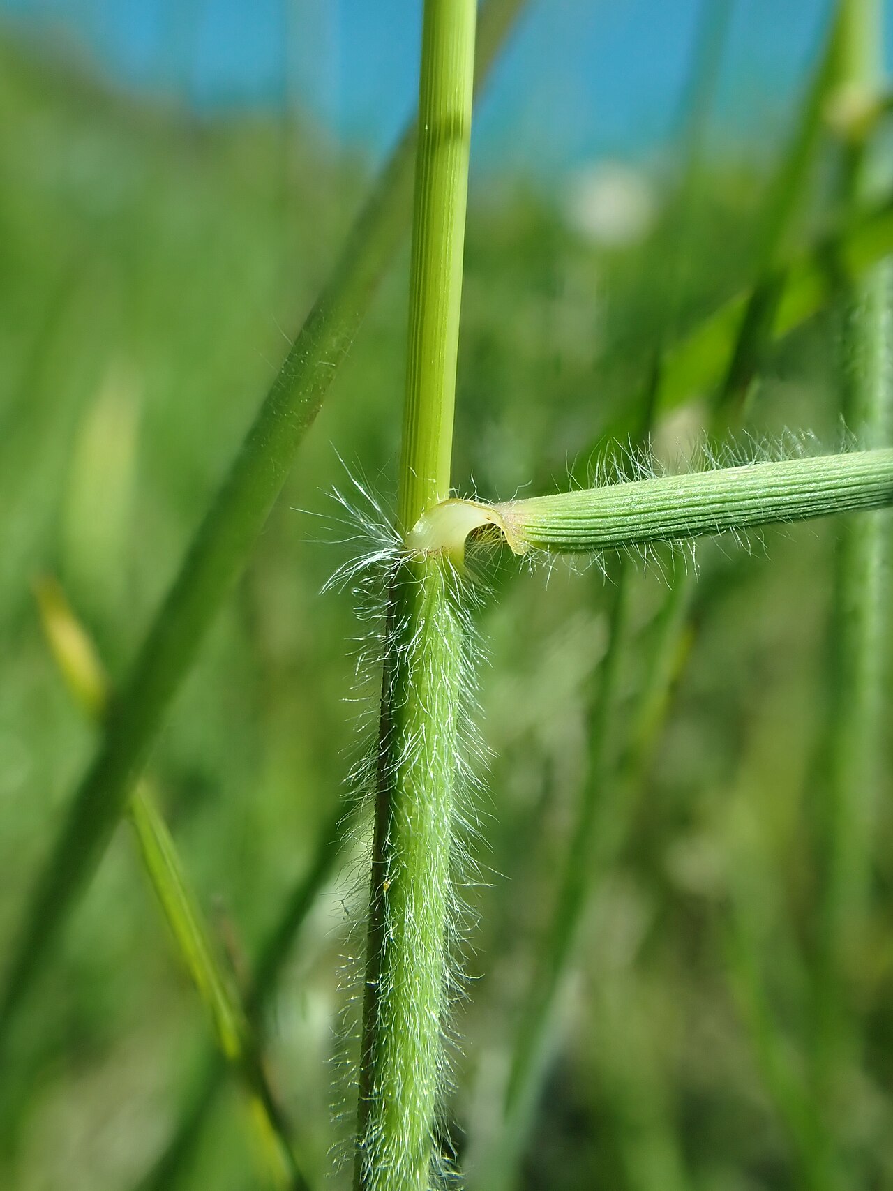 California Oatgrass (Danthonia californica) - PlantNative.org Hairy leaf sheath and node detail of California oatgrass (Danthonia californica)