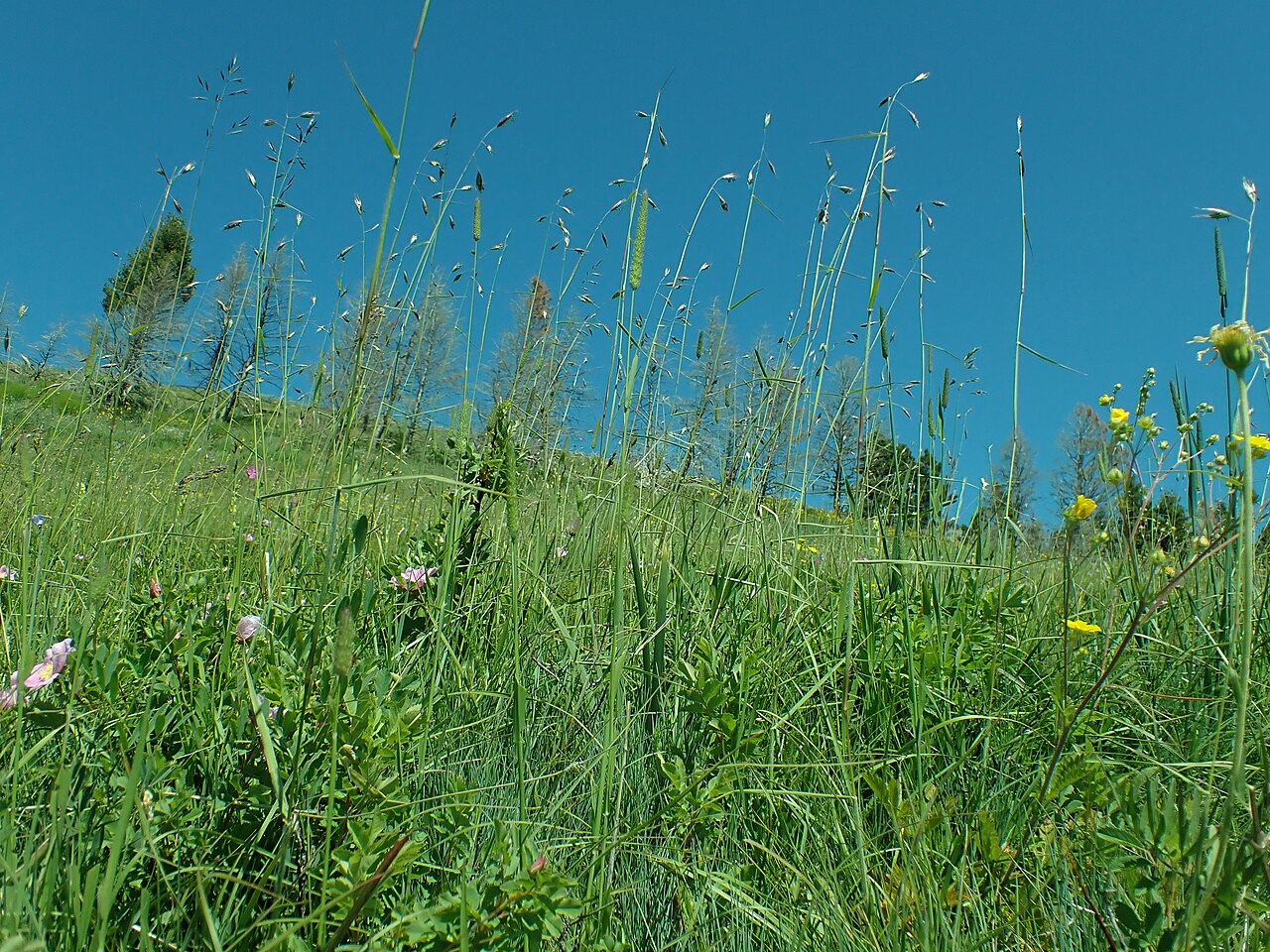California Oatgrass (Danthonia californica) - PlantNative.org California oatgrass (Danthonia californica) growing as a tall bunchgrass on a wildflower-studded hillside meadow