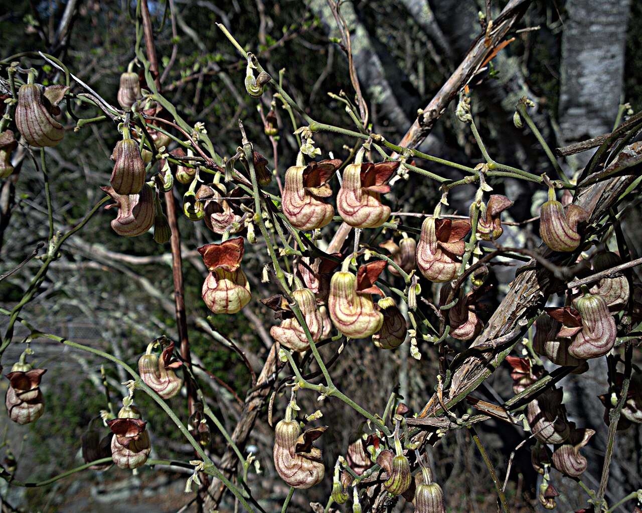 California Pipevine (Aristolochia californica) - PlantNative.org Mass of California pipevine (Aristolochia californica) pipe-shaped flowers hanging from bare winter vines