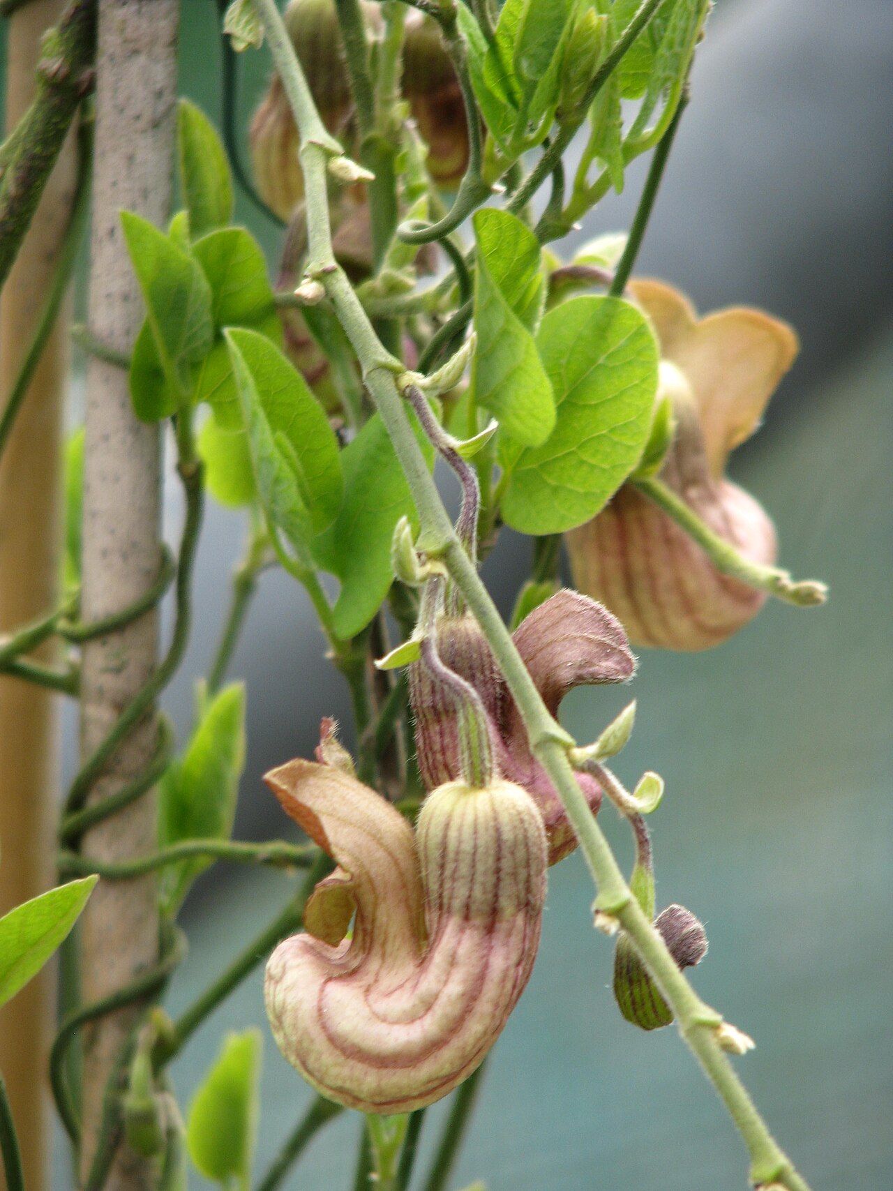 California Pipevine (Aristolochia californica) - PlantNative.org California pipevine (Aristolochia californica) curving purple-striped pipe-shaped flowers among heart-shaped leaves on a trellis