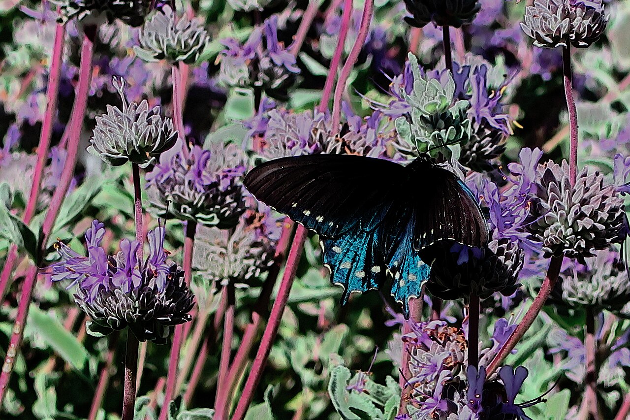 California Pipevine (Aristolochia californica) - PlantNative.org California pipevine swallowtail butterfly (Battus philenor hirsuta) with iridescent blue hindwings nectaring in a garden