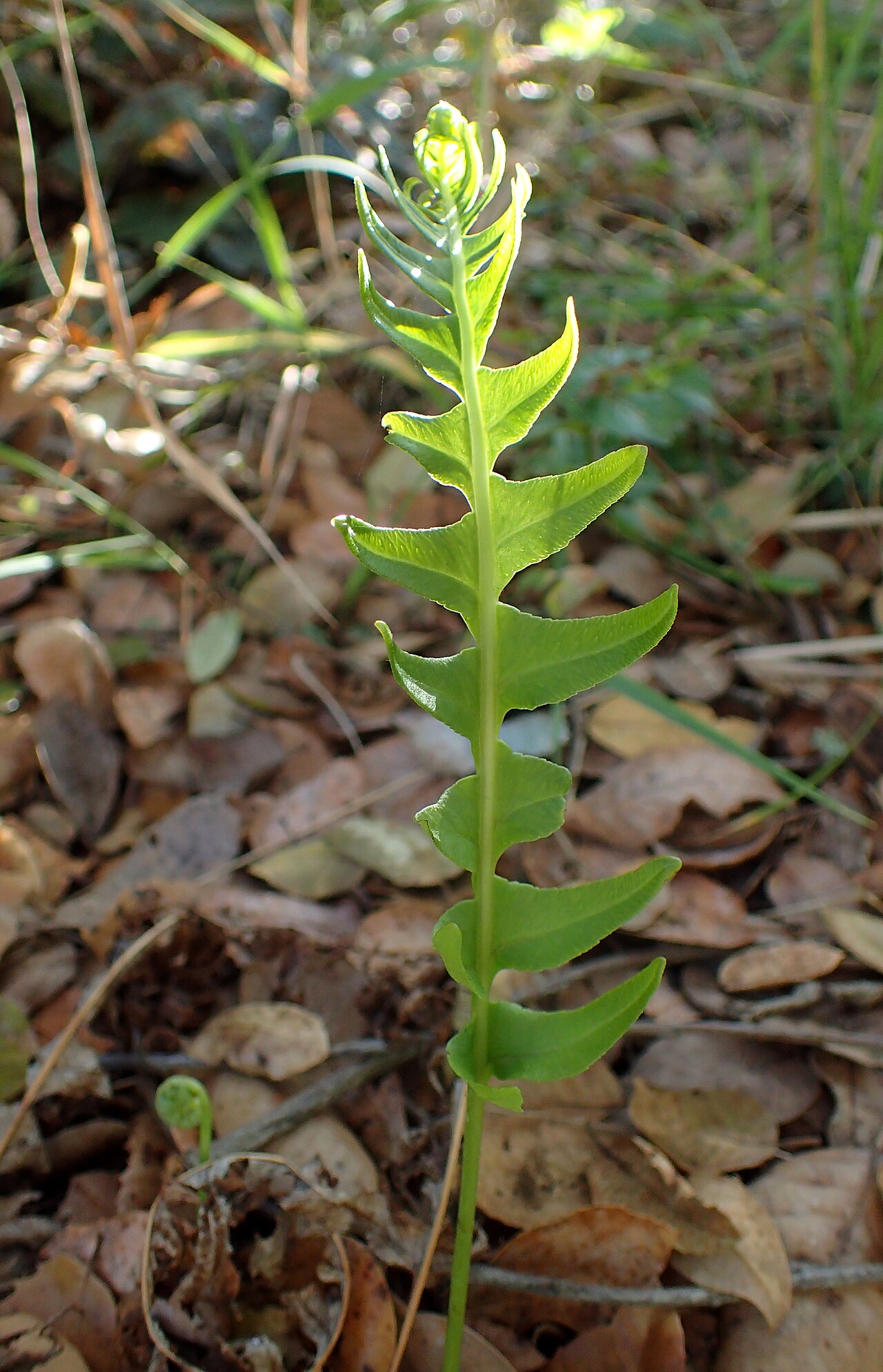California Polypody (Polypodium californicum) - PlantNative.org A young, backlit California polypody (Polypodium californicum) frond unfurling among fallen leaves