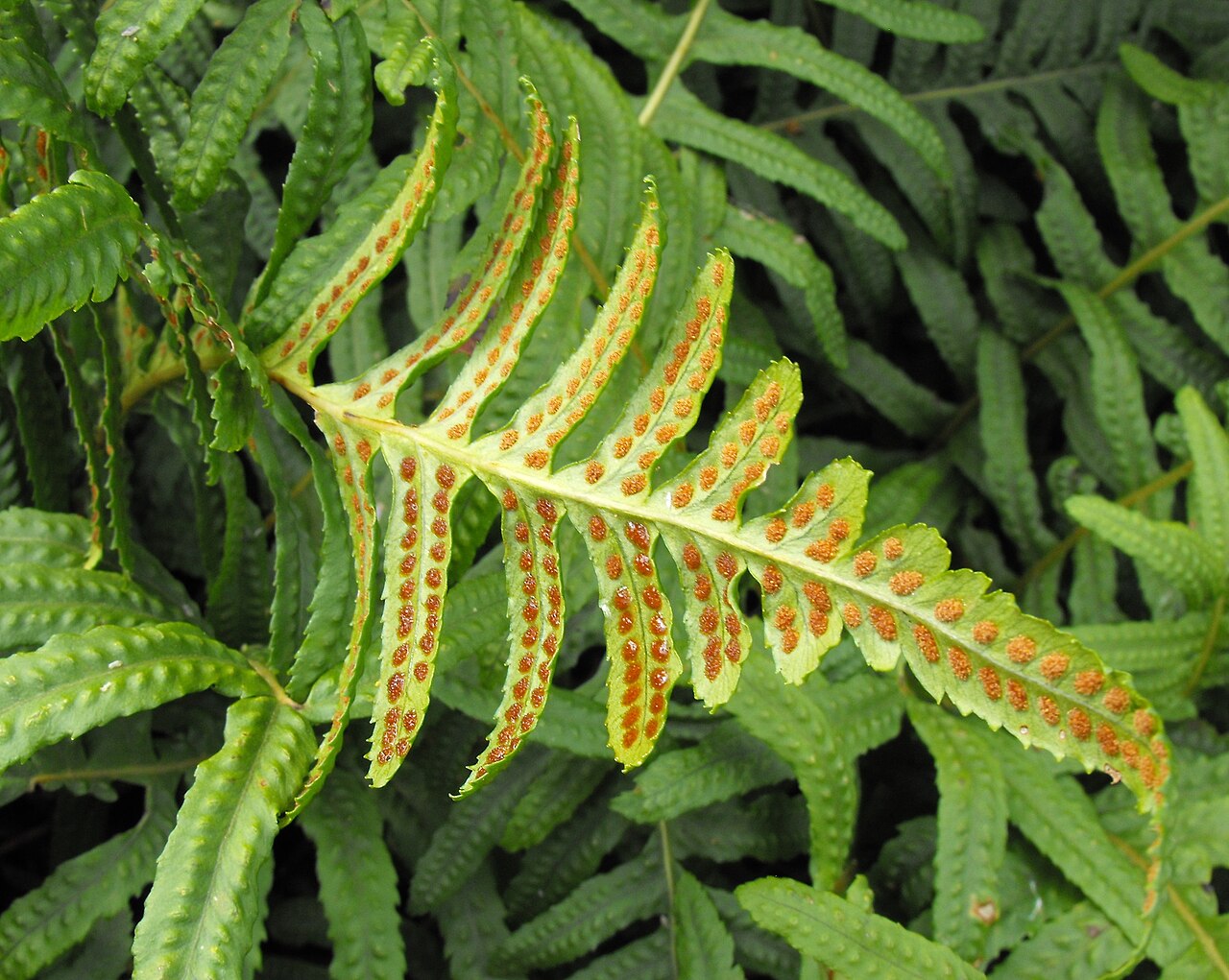 California Polypody (Polypodium californicum) - PlantNative.org Underside of a California polypody (Polypodium californicum) frond showing rows of round, orange-brown sori along the midrib