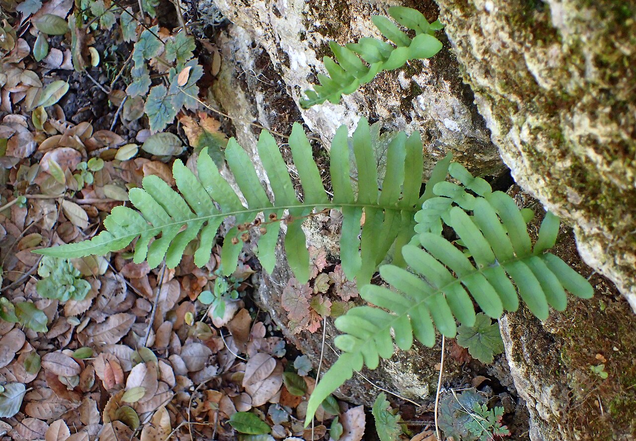 California Polypody (Polypodium californicum) - PlantNative.org California polypody (Polypodium californicum) fronds growing from a shaded rock crevice among fallen oak leaves