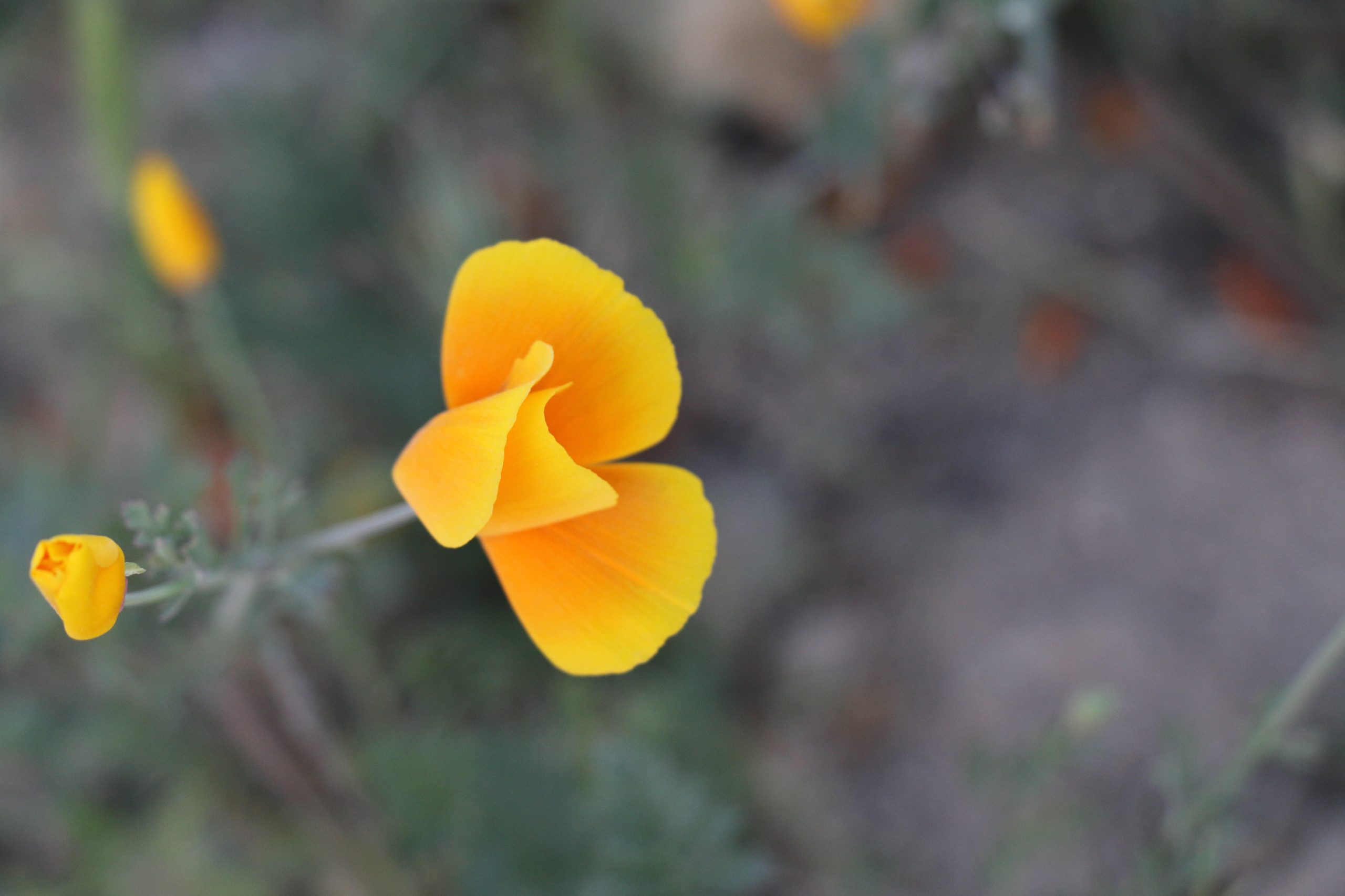 California Poppy (Eschscholzia californica) - PlantNative.org Close-up of a single orange California poppy flower and unopened buds with their pointed calyptra caps