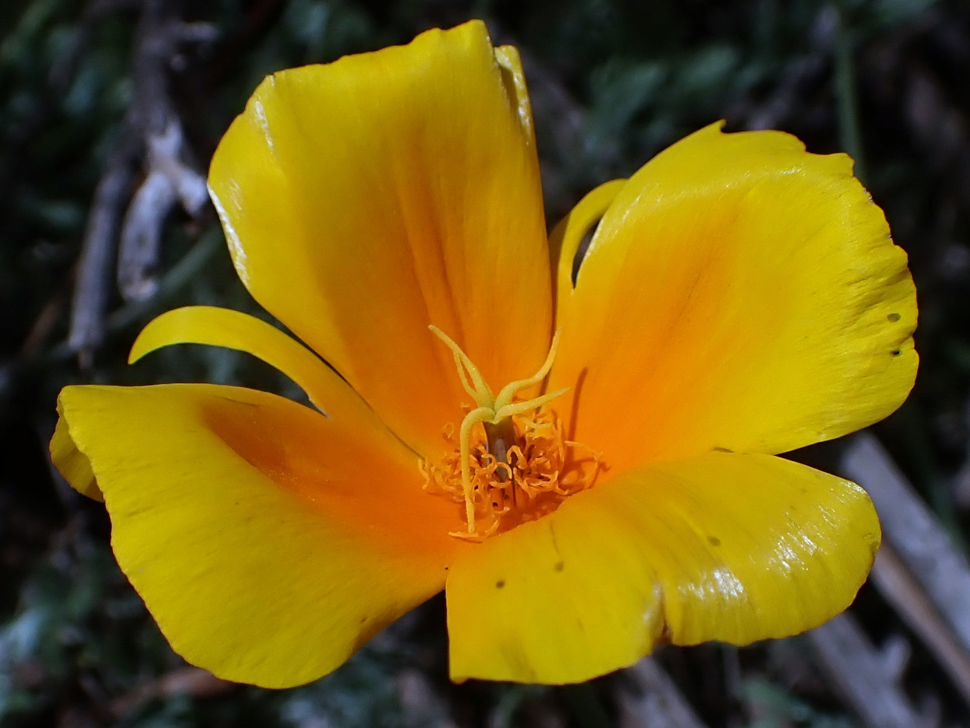 California Poppy (Eschscholzia californica) - PlantNative.org Open California poppy flower showing orange petals and yellow stamens in the Gila River Valley, New Mexico, at the eastern edge of the species' native range
